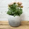 Darthome Limited Cement Two Tone Grey Planter 1 Darthome Limited Cement Two Tone Grey Planter -Décor Dreams Shop 1 1d00d85a 0de5 4920 877f 89c6f9d174a4