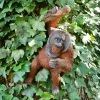 Darthome Limited Resin Orangutan Garden Sculpture -Décor Dreams Shop 1 25d66c07 b585 4914 b0b8 5daa6b7b6887