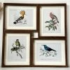 Darthome Limited Set Of 4 Birds Of Paradise Framed Prints -Décor Dreams Shop IMG 1340