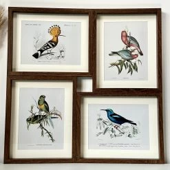 Darthome Limited Set Of 4 Birds Of Paradise Framed Prints