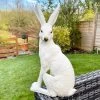 Darthome Limited White March Hare Garden Ornament -Décor Dreams Shop IMG 2678.JPEG edited55