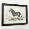 Darthome Limited Vintage Zebra Framed Wall Art