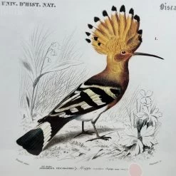 Darthome Limited Set Of 4 Birds Of Paradise Framed Prints -Décor Dreams Shop IMG E1333