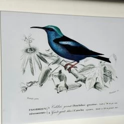 Darthome Limited Set Of 4 Birds Of Paradise Framed Prints -Décor Dreams Shop IMG E1361