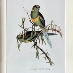 Darthome Limited Set Of 4 Birds Of Paradise Framed Prints -Décor Dreams Shop IMG E1371