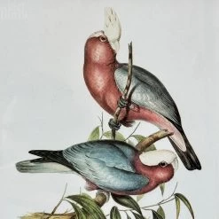 Darthome Limited Set Of 4 Birds Of Paradise Framed Prints -Décor Dreams Shop IMG E1382 0bf854b5 51c9 4505 8327 7a33d258b568