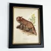Darthome Limited Forest Fox Toile Framed Print