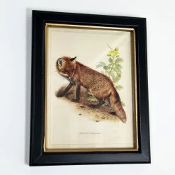 Darthome Limited Forest Fox Toile Framed Print
