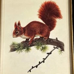 Darthome Limited Forest Red Squirrel Toile Framed Print -Décor Dreams Shop IMG E1822copy