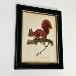 Darthome Limited Forest Red Squirrel Toile Framed Print