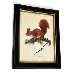 Darthome Limited Forest Red Squirrel Toile Framed Print -Décor Dreams Shop IMG E1824copy