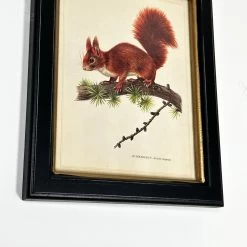 Darthome Limited Forest Red Squirrel Toile Framed Print -Décor Dreams Shop IMG E1828 3231ec18 edc1 4b36 961c c5529c526f3f