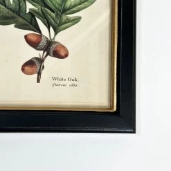 Darthome Limited Forest White Oak Acorns Toile Framed Print -Décor Dreams Shop IMG E1835 618c648a 3e6f 49d5 8f32 42bea2f60354