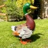 Darthome Limited Dark Brown Mallard Duck Garden Ornament -Décor Dreams Shop IMG E3790 edited73