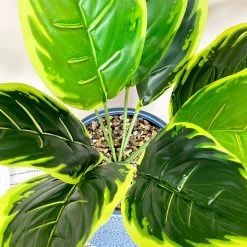 Darthome Limited Artificial Dieffenbachia Flower In Blue Pot -Décor Dreams Shop IMG E4620 edited93