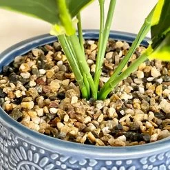 Darthome Limited Artificial Dieffenbachia Flower In Blue Pot -Décor Dreams Shop IMG E4621 edited94