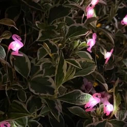 Darthome Limited 50 Flamingo Solar Outdoor String Lights -Décor Dreams Shop IMG E5118 edited119