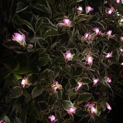 Darthome Limited 50 Flamingo Solar Outdoor String Lights -Décor Dreams Shop IMG E5125 edited124