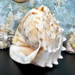 Darthome Limited Giant Horned Queen Helmet Shell