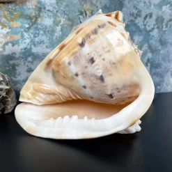 Darthome Limited Giant Horned Queen Helmet Shell -Décor Dreams Shop IMG E5224