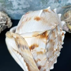 Darthome Limited Giant Horned Queen Helmet Shell -Décor Dreams Shop IMG E5225