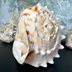 Darthome Limited Giant Horned Queen Helmet Shell -Décor Dreams Shop IMG E5226