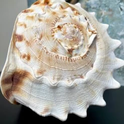 Darthome Limited Giant Horned Queen Helmet Shell -Décor Dreams Shop IMG E5227