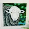 Darthome Limited Sheepish Look Ceramic Art Tile 8x8" -Décor Dreams Shop IMG E5382
