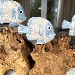 Darthome Limited Blue Fish On Teak Root Coral Reef Sculpture -Décor Dreams Shop IMG E5896
