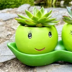 Darthome Limited Cement Two Peas In A Pod Succulent Planter -Décor Dreams Shop IMG E6294 edited3