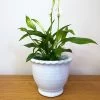 Darthome Limited White Cement Indoor Plant Pot
