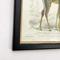 Darthome Limited Vintage Giraffe Framed Wall Art -Décor Dreams Shop IMG E7283