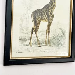 Darthome Limited Vintage Giraffe Framed Wall Art -Décor Dreams Shop IMG E7284 5bbe417f 7aaf 4a18 ba20 3c7e4b7217ec