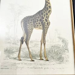 Darthome Limited Vintage Giraffe Framed Wall Art -Décor Dreams Shop IMG E7285