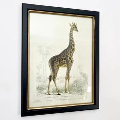 Darthome Limited Vintage Giraffe Framed Wall Art -Décor Dreams Shop IMG E7287 b3fb1b51 814a 4cf4 89f3 2e20fc3569bc