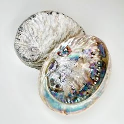 Darthome Limited Unpolished Colourful Natural Abalone Sea Shells