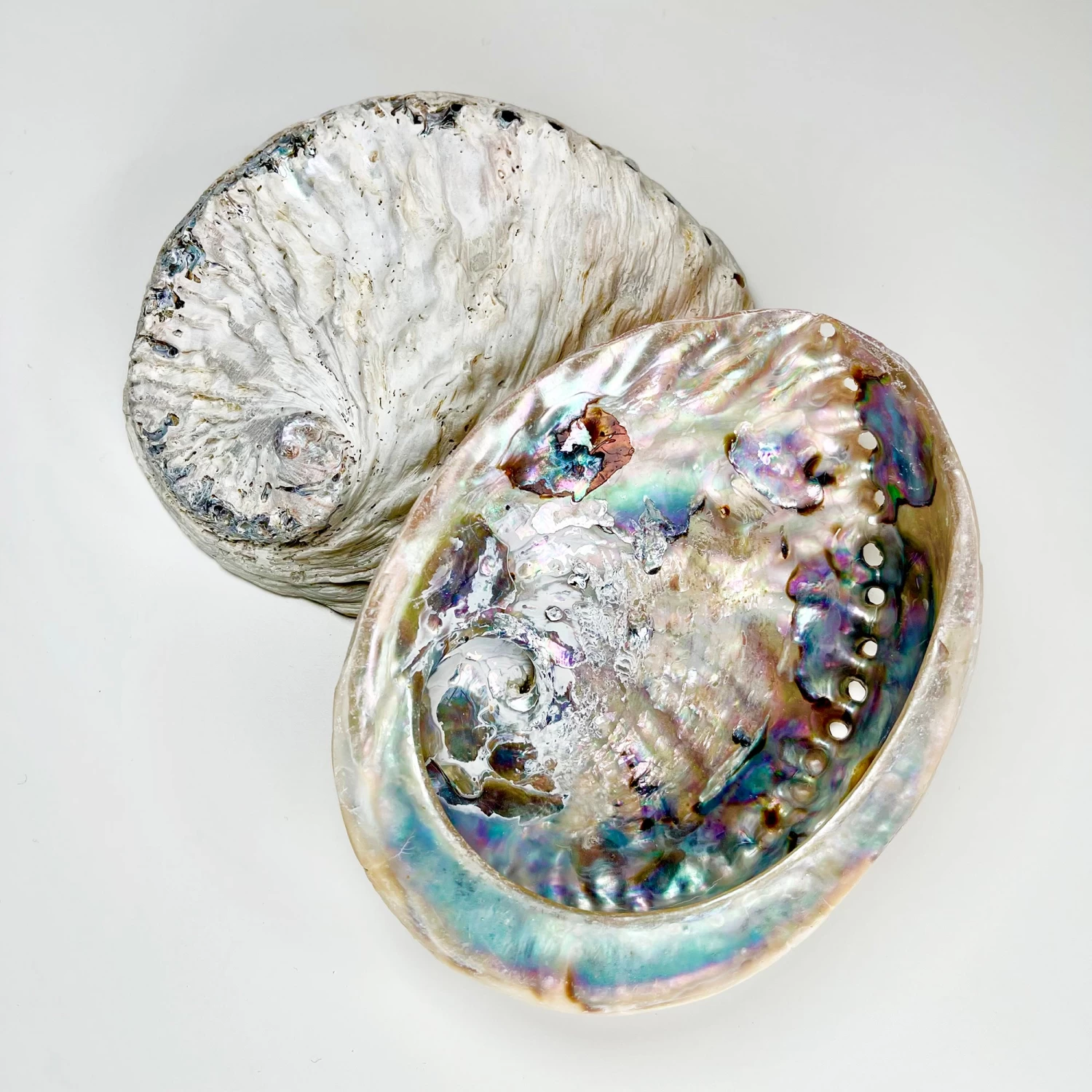 Darthome Limited Unpolished Colourful Natural Abalone Sea Shells 3 Darthome Limited Unpolished Colourful Natural Abalone Sea Shells