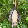 Darthome Limited Hanging Bat Garden Ornament -Décor Dreams Shop IMG E7613 editedBG