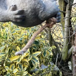 Darthome Limited Hanging Grey Koala Ornament -Décor Dreams Shop IMG E7990