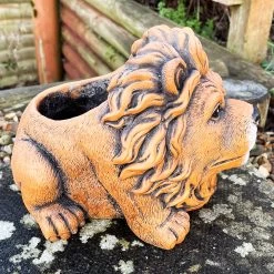 Darthome Limited Cement Lion Planter -Décor Dreams Shop IMG E9290