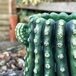 Darthome Limited Small Cement Cactus Planter -Décor Dreams Shop IMG E9303