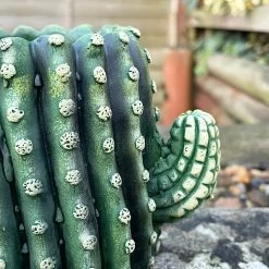 Darthome Limited Small Cement Cactus Planter -Décor Dreams Shop IMG E9304