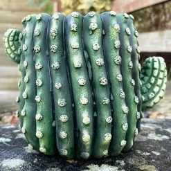 Darthome Limited Small Cement Cactus Planter -Décor Dreams Shop IMG E9305