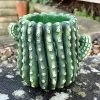 Darthome Limited Small Cement Cactus Planter 1 Darthome Limited Small Cement Cactus Planter -Décor Dreams Shop IMG E9307