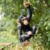 Darthome Limited Black Hanging Monkey Ornament -Décor Dreams Shop IMG E9393 editedBY