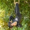 Darthome Limited Black Hanging Upside Down Monkey Ornament -Décor Dreams Shop IMG E9412 editedCR